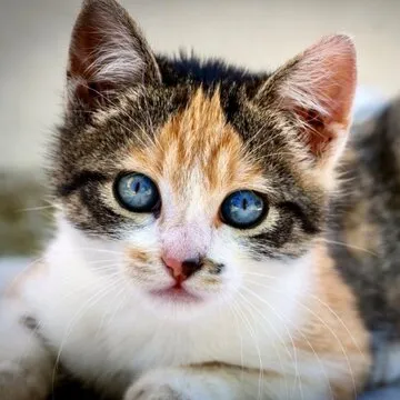 星亿娱乐 App 界面